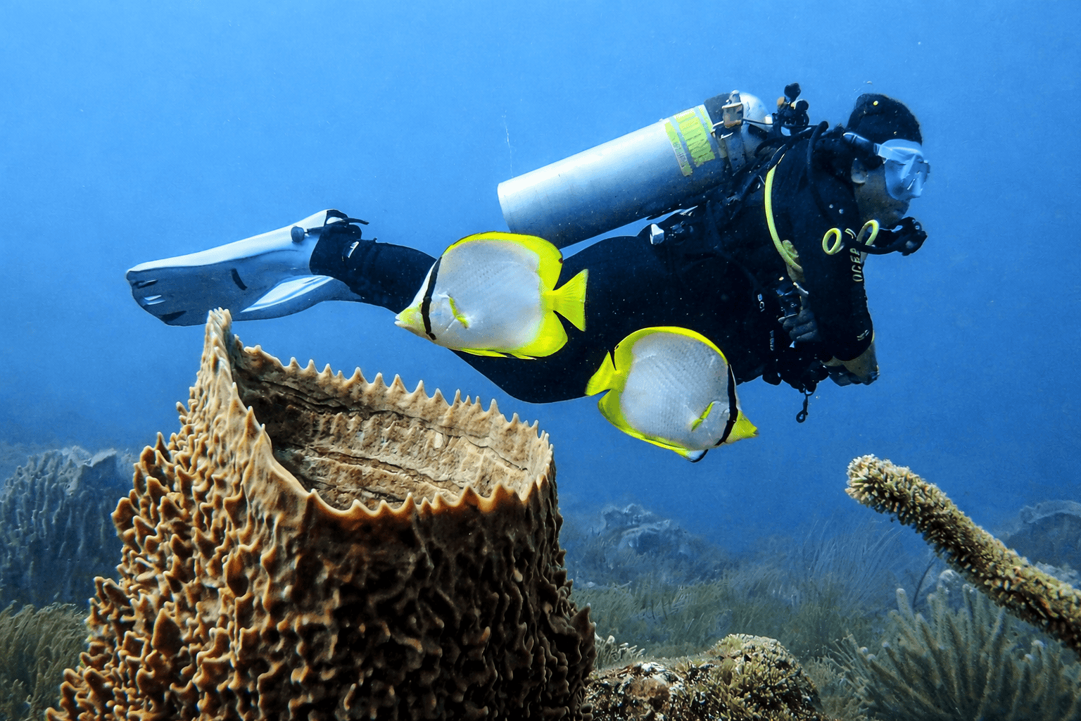 Scuba diver exploring coral reef with tropical fish in Tayrona National Park near Taganga Colombia