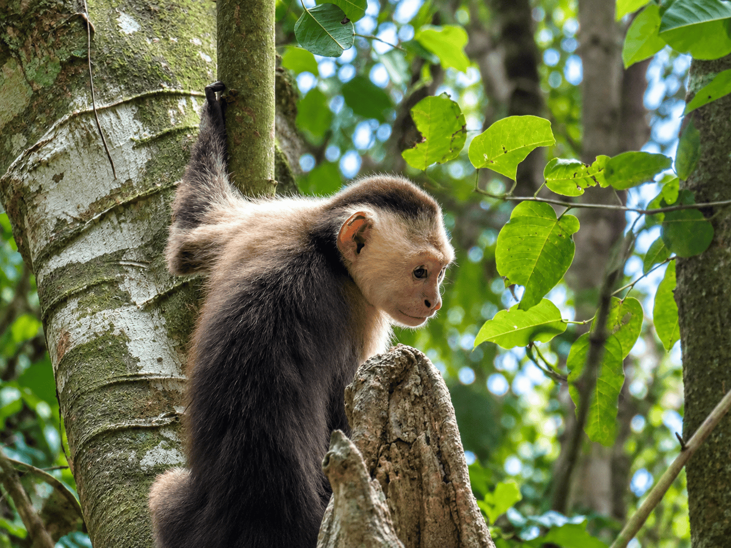 Capuchin monkey in the tropical forest of Tayrona National Park