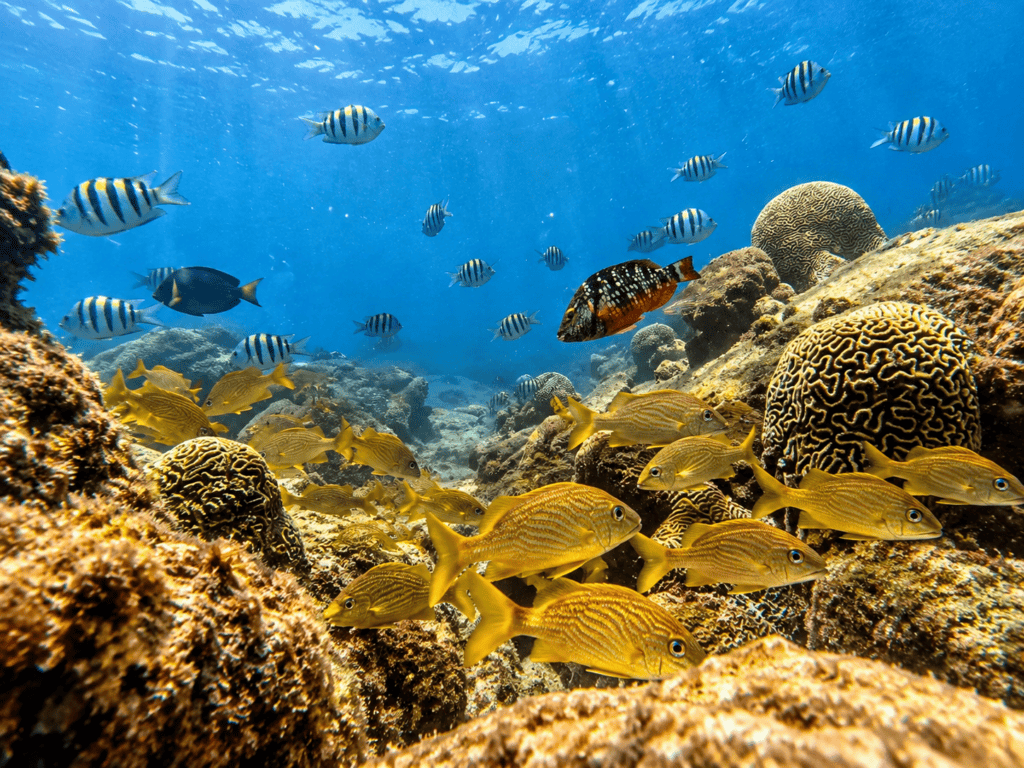 Tropical fish swimming among coral formations and rocks in the Caribbean waters near Taganga